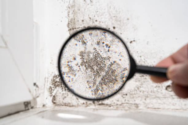 Professional Mold Removal in Anahola, HI